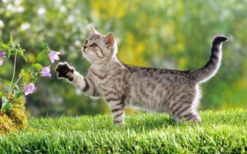 猫吃瓜视频大全,猫吃瓜视频大全趣味盘点