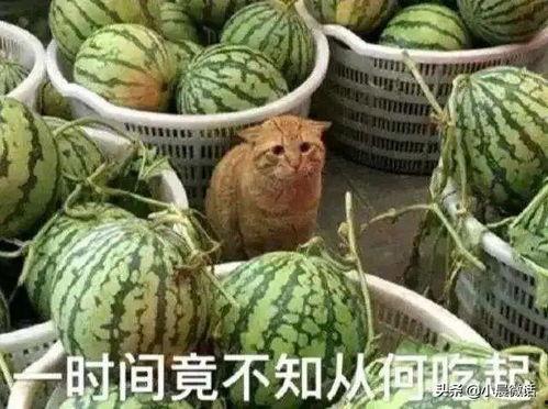 吃瓜访客,网络舆论场中的旁观者与参与者