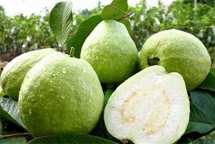 广西小吊瓜怎么吃,广西小吊瓜的多样食法探索