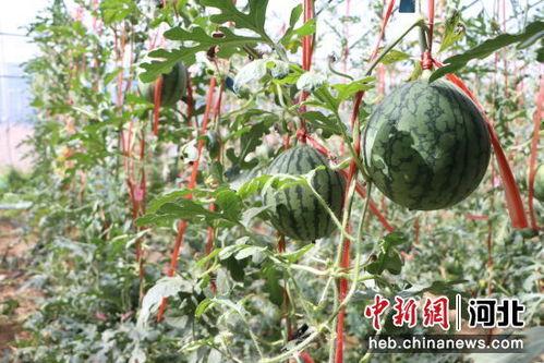 吃瓜的季节小吊瓜,小吊瓜陪你清凉一夏