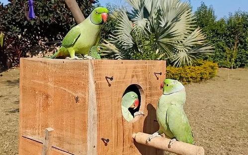 鸟吃瓜怎么处理,巧用智慧化解困境