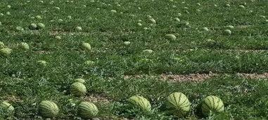 吃瓜家园,一场全民参与的趣味盛宴