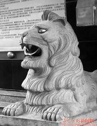 石狮吃瓜视频,揭秘网络热传事件背后的真相