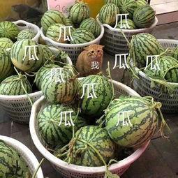 力量吃瓜,揭秘娱乐圈的“瓜田”与“瓜王”