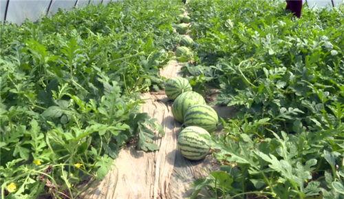 吃新瓜视频大全,吃新瓜视频大全，尽享清凉时光