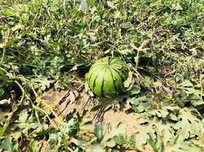 燕京理工吃瓜,吃瓜群众揭秘校园热点事件