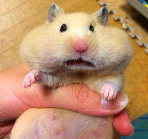 吃瓜仓鼠怎么画