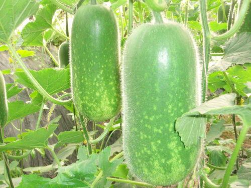 妇科实习吃大瓜