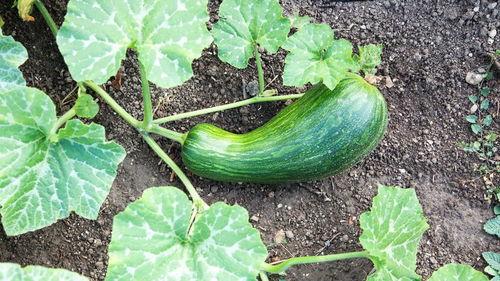 瓠瓜用去仔吃吗,美味与营养的双重享受