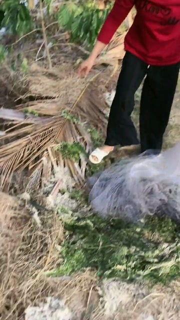 打鱼的吃虾种田的吃瓜,和谐共生农业生活画卷”