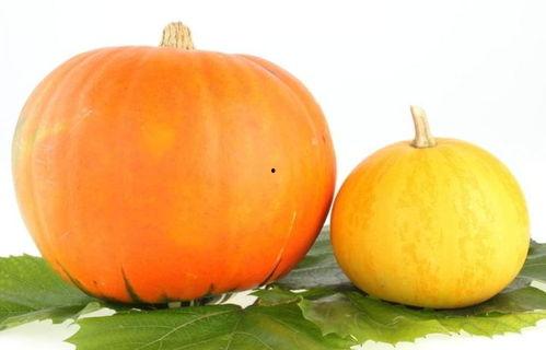 吃方瓜腿疼,方瓜美食引发腿部不适之谜