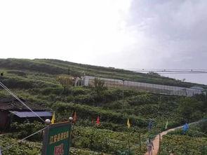 雷山吃瓜事件视频,一场引发热议的网络狂欢