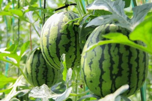 吃瓜视频免,轻松获取热门资讯的免生成利器