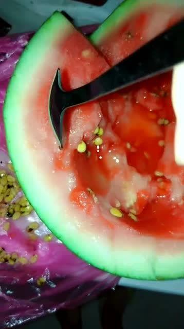 吃瓜不吐籽拉屎