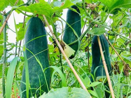 劲爆吃瓜软,揭秘娱乐圈幕后真相，带你领略明星们的真实生活