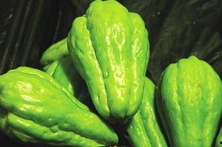 意外获得吃瓜系统,我的生活从此“瓜”意盎然