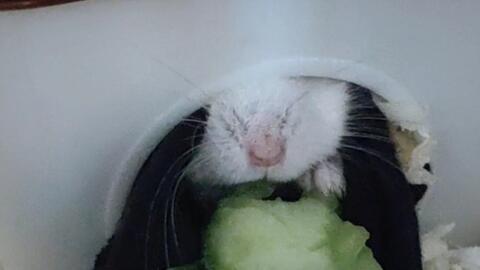 小肥鼠吃瓜,小肥鼠的甜蜜瓜果盛宴