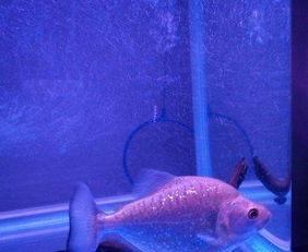 阿拉瓜亚吃泥鳅,一场奇特的生态奇观