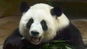 吃瓜的小囡囡,揭秘娱乐圈那些事儿