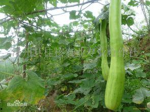 怀孕吃砍瓜好吗,孕期食用砍瓜的利与弊探讨