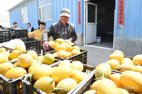 主播吃的瓜叫什么瓜,究竟是什么瓜引发全网热议？