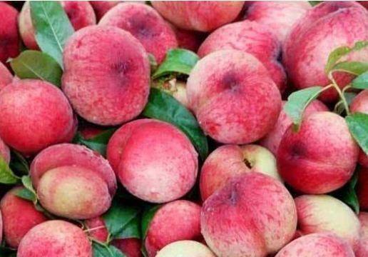 桃桃吃瓜小说,揭秘娱乐圈背后的秘密与真相