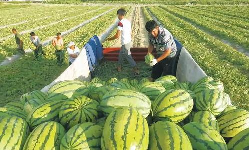 巢湖一中网课事件吃瓜,揭秘背后真相与网络舆论的漩涡