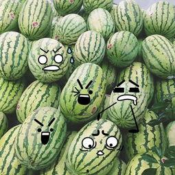 吃瓜研究,校园里的“瓜田”奇观