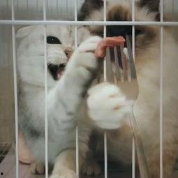 猫吃聪明瓜的视频,萌态百出展现聪明才智