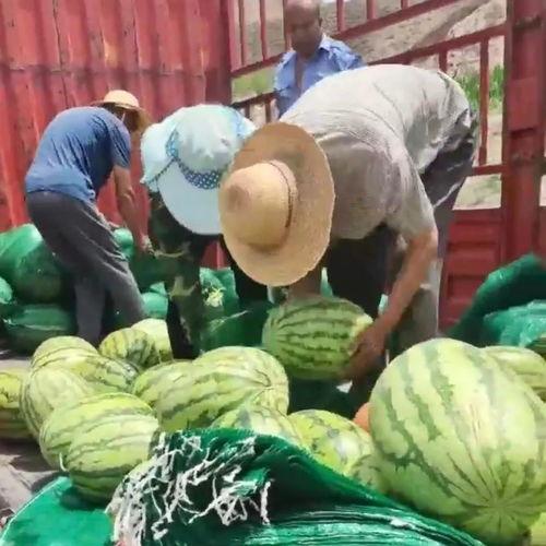 吃瓜销售,揭秘吃瓜市场的火爆现象