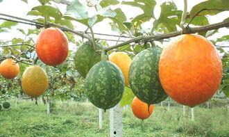 细长的吊瓜咋吃,细长吊瓜的多样食法探索