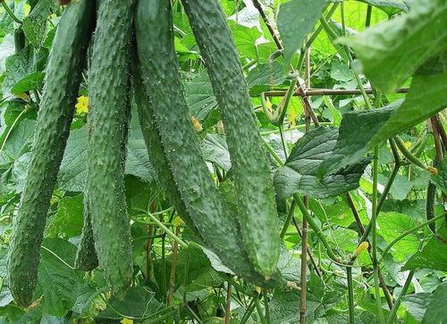 瓜姐天天吃瓜,揭秘娱乐圈那些不为人知的幕后故事