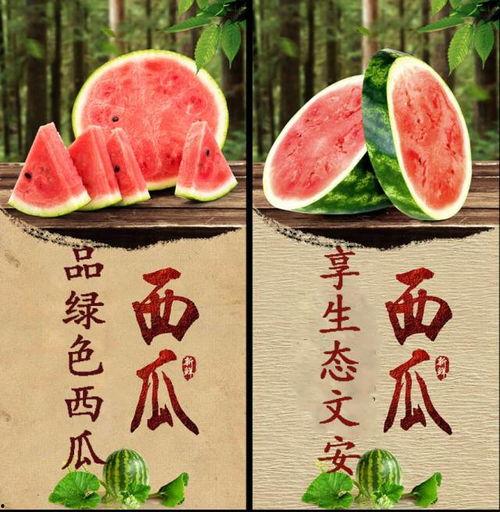 文安梅宝吃瓜,瓜田里的甜蜜诱惑