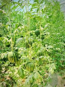 2021吃瓜大集合,盘点娱乐圈那些事儿