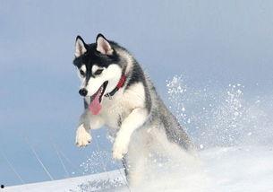 哈士奇吃小瓜拉稀,宠物饮食安全警示