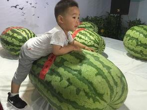 金乡吃瓜事件,一场引发全民热议的网络狂欢