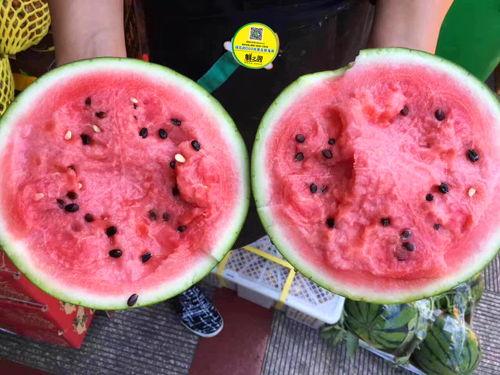 农民吃蜜瓜视频,农民丰收喜悦瞬间