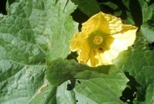 吃方瓜叶子,传统食材的新食尚