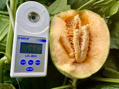 吃瓜全集,揭秘娱乐圈背后的真相与秘密  第2张