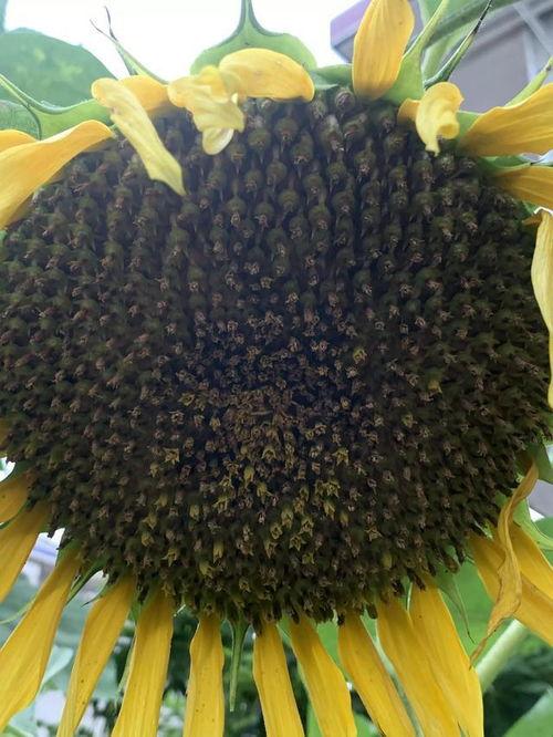 葵瓜芯可以吃吗,揭秘可食用之谜