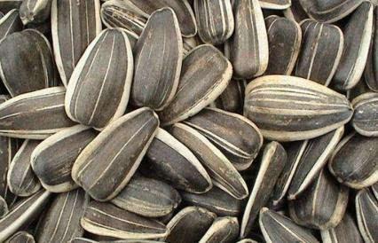 葵瓜芯可以吃吗,揭秘可食用之谜 第2张 葵瓜芯可以吃吗,揭秘可食用之谜 第2张