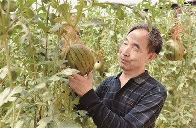 葵瓜芯可以吃吗,揭秘可食用之谜 第3张 葵瓜芯可以吃吗,揭秘可食用之谜 第3张