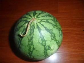 初恋吃瓜怎么挑瓜,如何挑选完美初恋瓜 第2张 初恋吃瓜怎么挑瓜,如何挑选完美初恋瓜 第2张