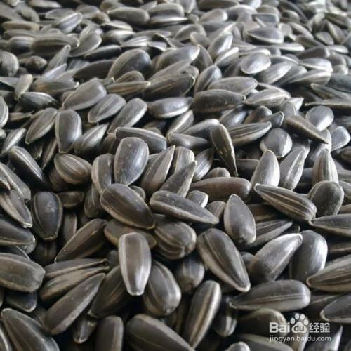 什么瓜可以当瓜子吃,揭秘哪些瓜可以成为佳肴瓜子 第3张 什么瓜可以当瓜子吃,揭秘哪些瓜可以成为佳肴瓜子 第3张