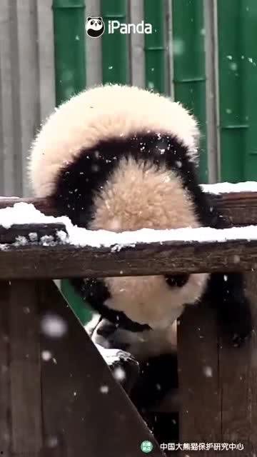 吃瓜小熊缺点,揭秘那些不为人知的缺点与成长之路  第3张