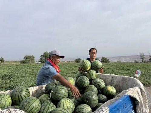 鳌江吃瓜  第3张