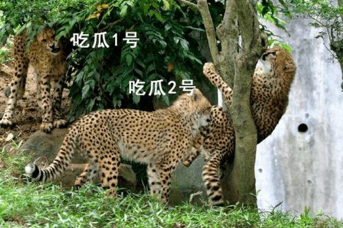 猎豹队吃瓜了,揭秘背后真相与网络热议