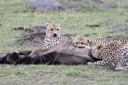 猎豹队吃瓜了,揭秘背后真相与网络热议  第2张