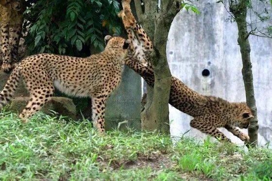 猎豹队吃瓜了,揭秘背后真相与网络热议  第3张